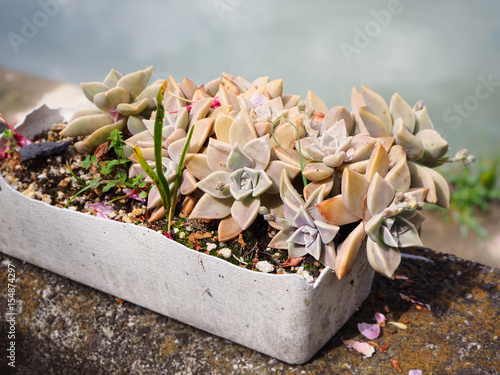 Crassulaceae Kalanchoe plant in the pot decoration in garden photo