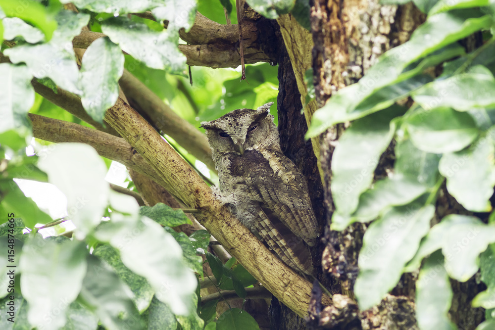 Collared scops owl in nature Collared scops owl in nature