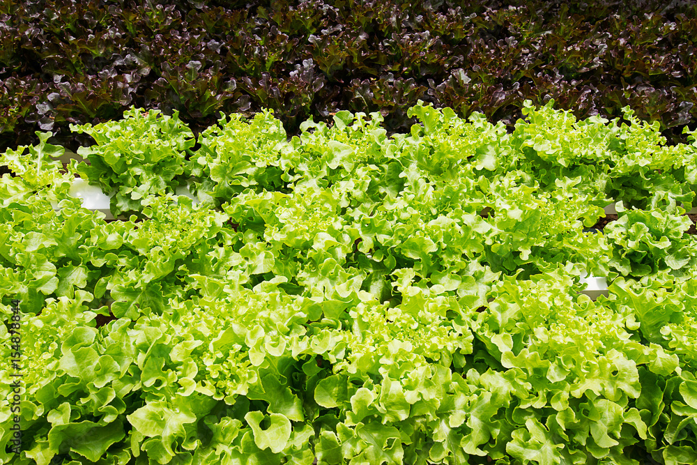 Red and green oak lettuce in hydroponics farm in Phangnga province, South of Thailand Red and green oak lettuce in hydroponics farm in Phangnga province, South of Thailand