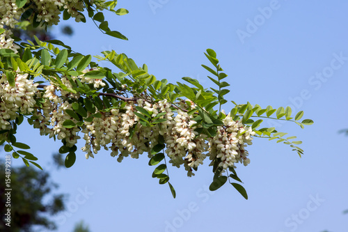 The Acacia flowers