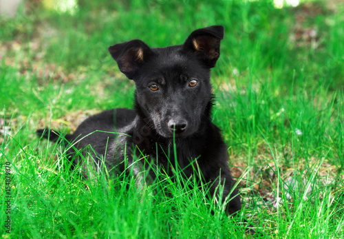 Adorable puppy dog on grass looks directly at the camera