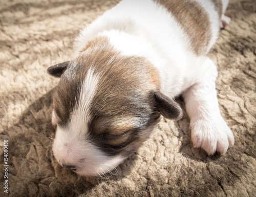 A newborn blind puppy of brown coloring close-up on a rug.