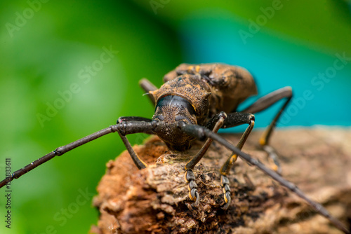 Front view of brown Spined Oak Borer Longhorn Beetle (Arthropoda: Insecta: Coleoptera: Cerambycidae: Elaphidion mucronatum) crawling on a tree branch isolated with buttery, smooth, green background