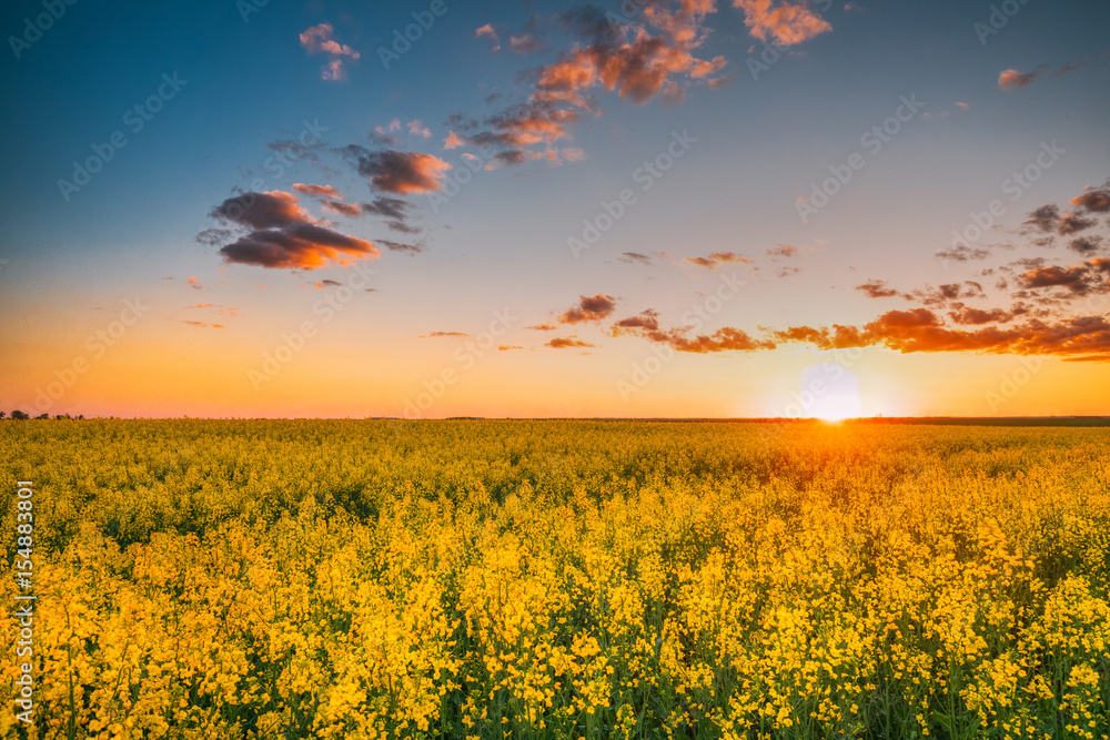 Sun At Sunset Sunrise Over Horizon Of Spring Flowering Canola, R