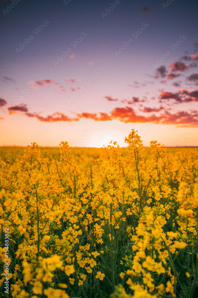 Flowering Blooming Rape, Rapeseed, Oilseed In Field Meadow At Su