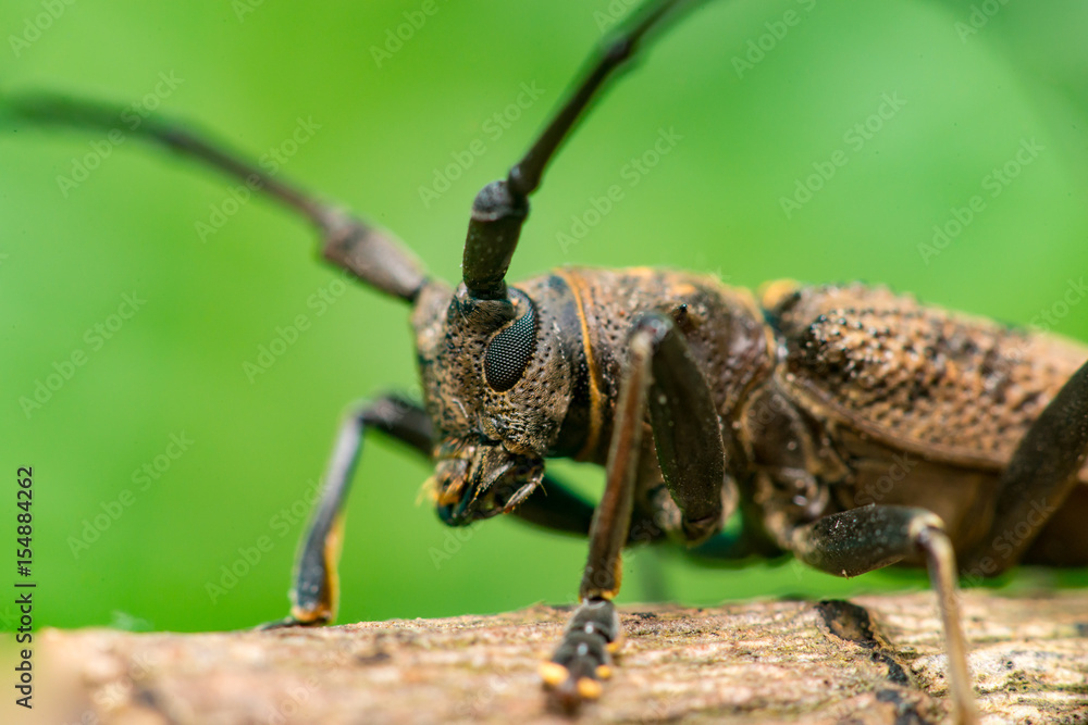 Left view of brown Spined Oak Borer Longhorn Beetle (Arthropoda: Insecta: Coleoptera: Cerambycidae: Elaphidion mucronatum) crawling on a tree branch isolated with buttery, smooth, green background