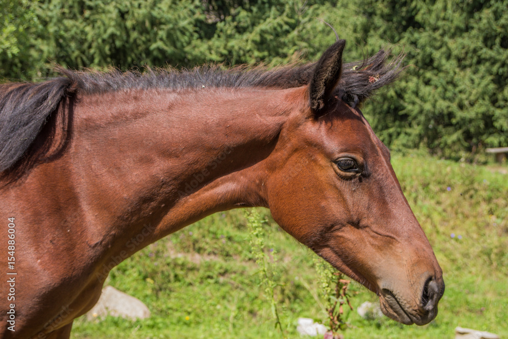 Portrait horse in summer, Almaty, Kazakhstan. Close up Portrait horse in summer, Almaty, Kazakhstan. Close up