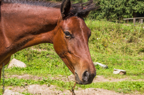 Portrait horse in summer, Almaty, Kazakhstan. Close up © allenkayaa