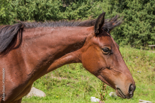Portrait horse in summer  Almaty  Kazakhstan. Close up