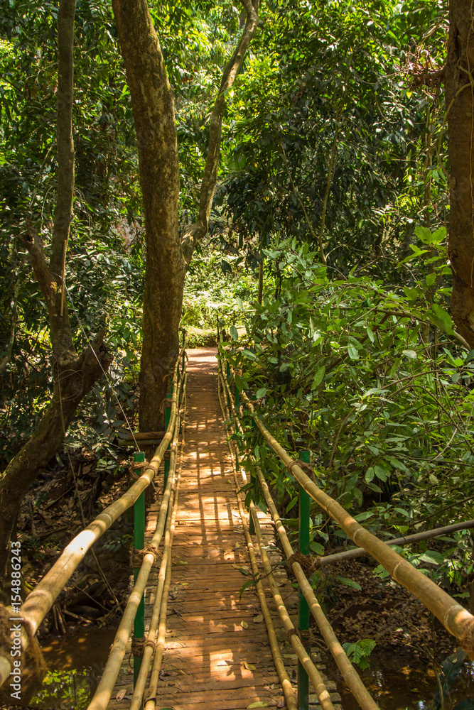 Fototapeta premium Jungle in tropical spice plantation, Goa, India