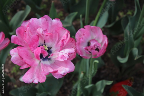 Pink Tulips in People's Park Xining City Qinghai Province China Asia