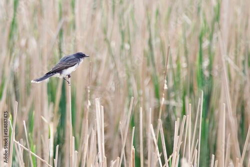 An Eastern Kingbird sits among the reeds.