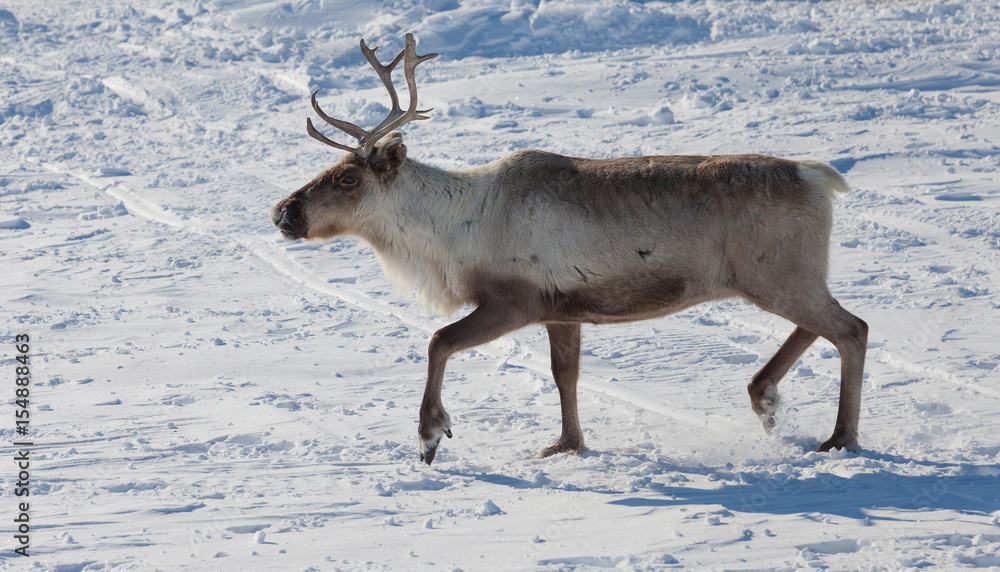 Reindeer in winter tundra Reindeer in winter tundra