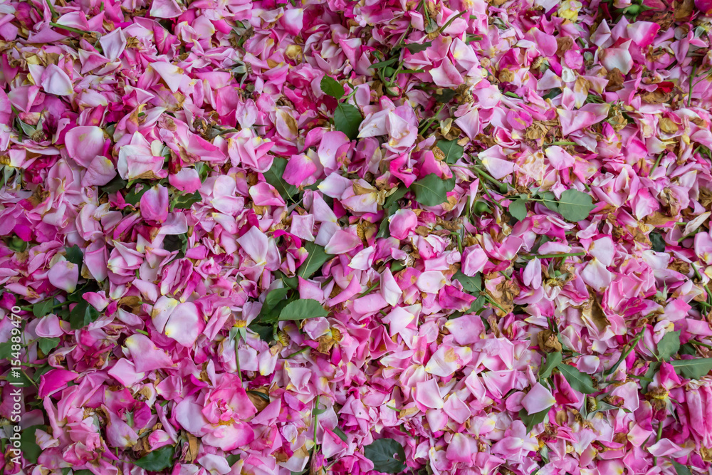 Fototapeta premium バラの花びら