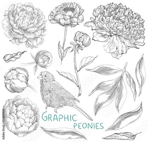 Ink hand drawn illustrations of ornate peonies