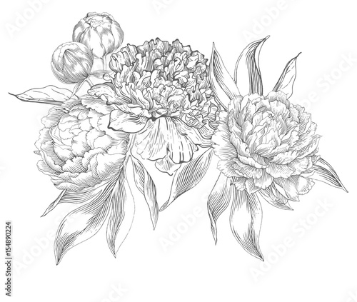 Ink hand drawn illustrations of ornate peonies