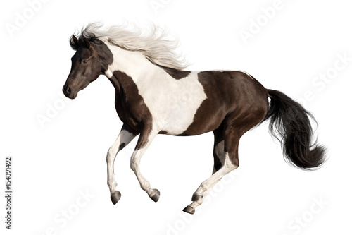 Beautiful piebald horse with long mane run gallop isolated on white background