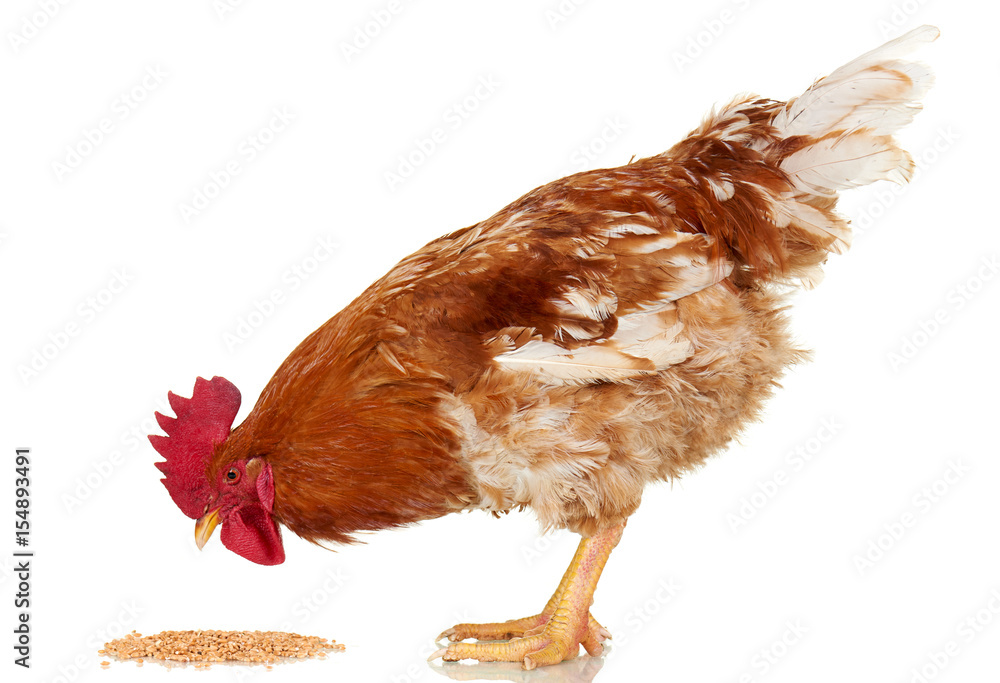 Brown rooster eat cereal grain on white background, isolated object, live  chicken, one closeup farm animal Stock Photo | Adobe Stock