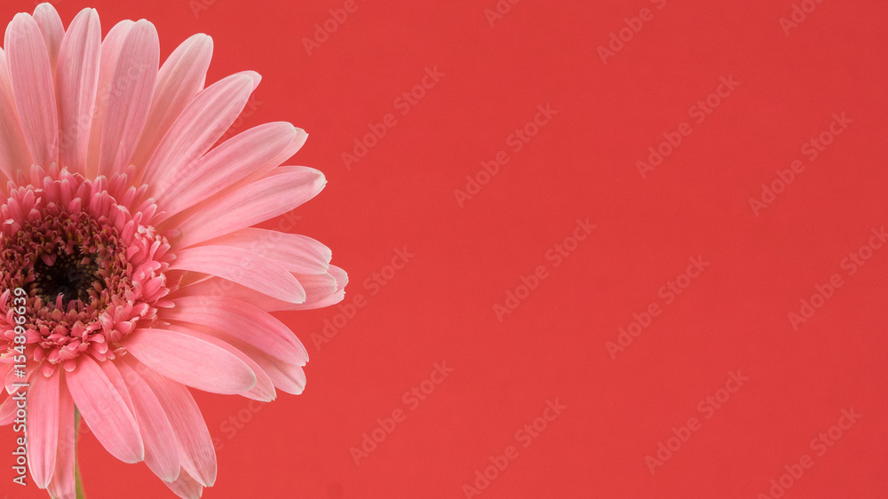 Pink Gebera flower on red background with copy space