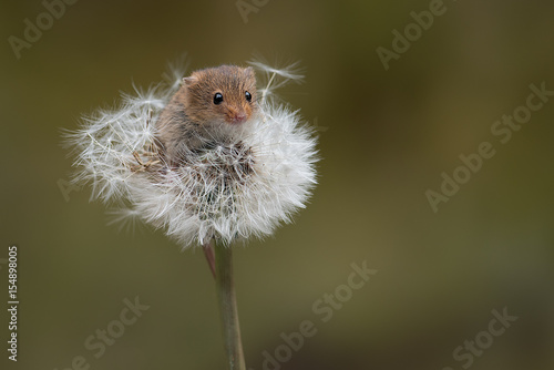 A small harvest mouse balancing on the top of a dandelion clock looking forward
