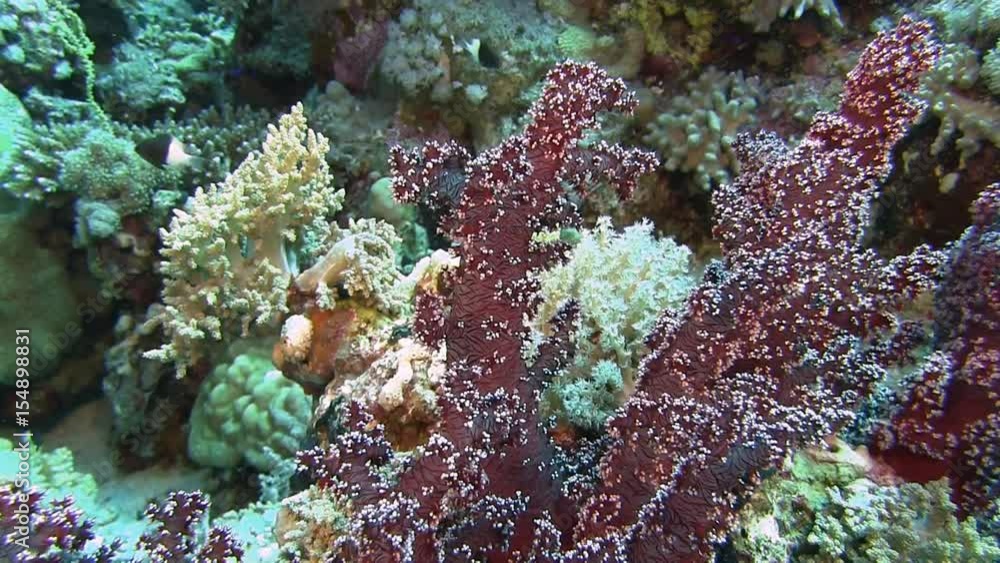 Egypt, diving the Red sea, Soft corel and reef fish Egypt, diving the Red sea, Soft corel and reef fish