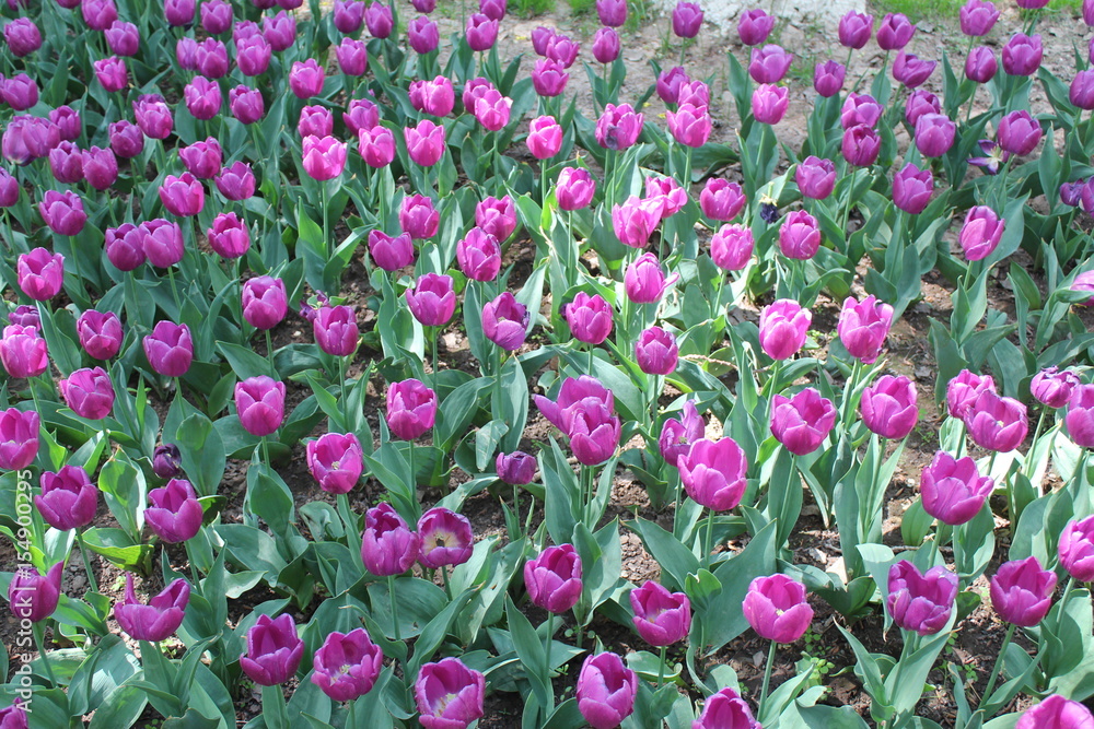 Purple Tulips in Xining City Qinghai Province China Asia