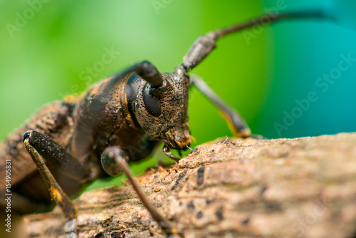 Right view of brown Spined Oak Borer Longhorn Beetle (Arthropoda: Insecta: Coleoptera: Cerambycidae: Elaphidion mucronatum) crawling on a tree branch isolated with buttery, smooth, green background photo