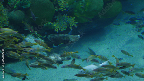 Beautiful exotic see fish in an aquarium. Underwater Scene