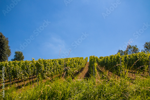 vineyard with blue sky