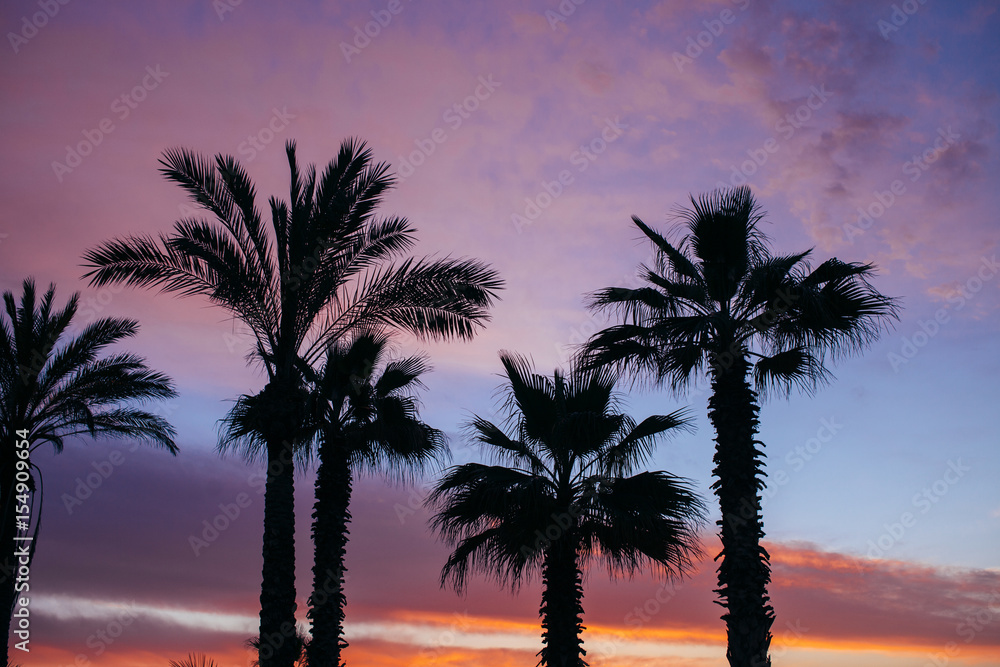 Obraz premium Palms in sunset.