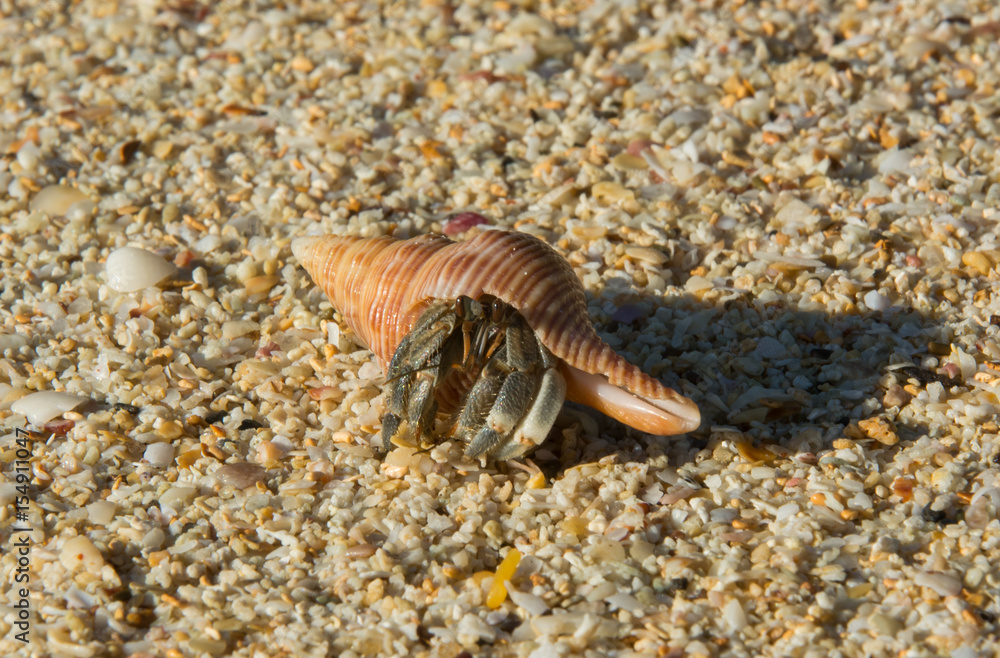 Hermit crab with beautiful shell
