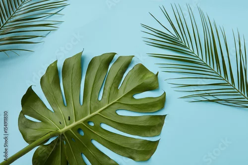 Obraz Zielone liście na białym tle