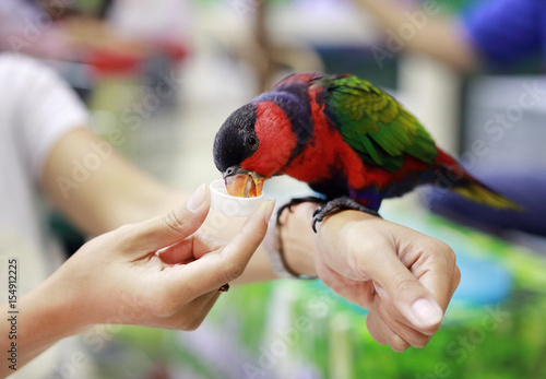 colorful parrot feeding on women hand.