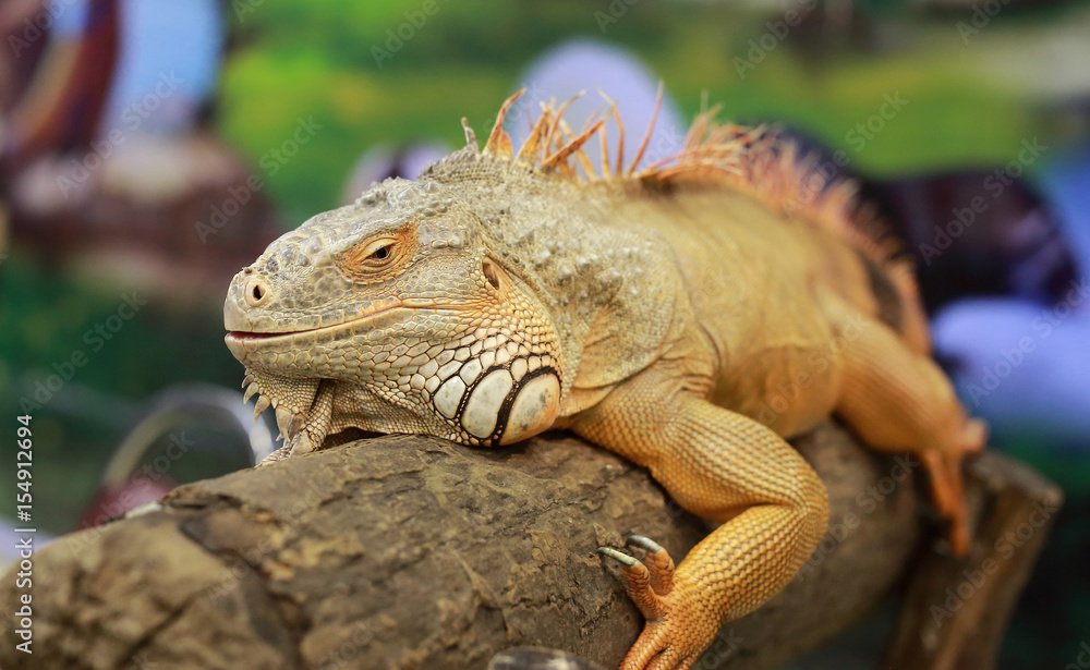 An Iguana poses for its portrait. An Iguana poses for its portrait.