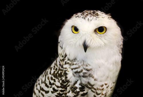 Snowy Owl isolated on black background. © zilvergolf