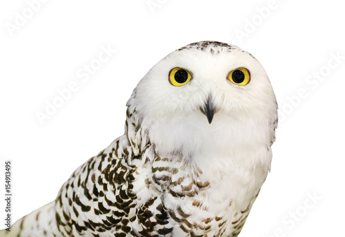 Snowy Owl isolated on white background. © zilvergolf