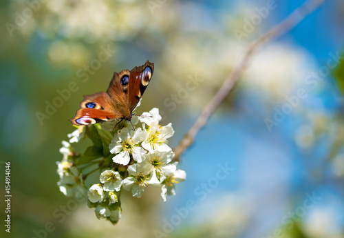 Closeup photo of a butterfly on flower