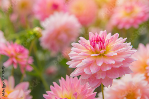Obraz na płótnie colorful of dahlia pink flower in Beautiful garden w salonie