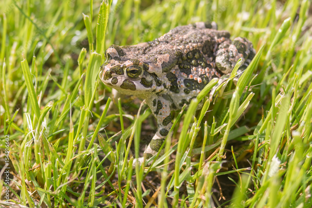 Green toad hiding in spring grass at sunny spring morning Green toad hiding in spring grass at sunny spring morning