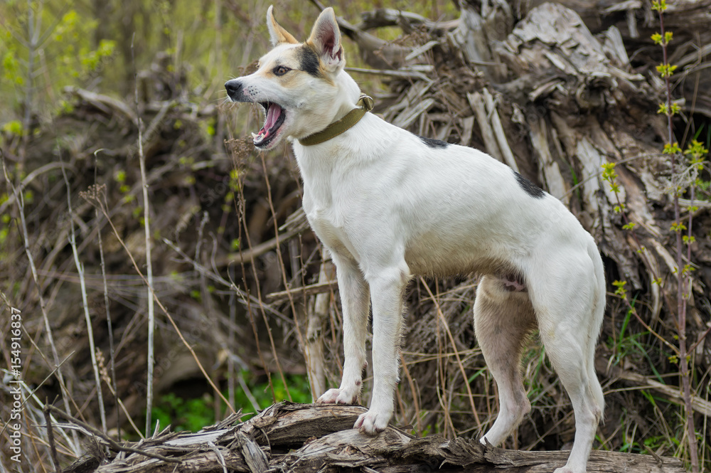 Cross-breed of hunting and northern dog standing on a root of fallen tree at  and barking to opponents at spring season.