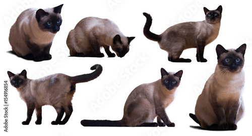 Set of  Siamese cats