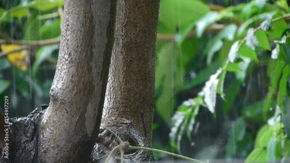 Tree in rain,lush foliage leaves. Tree in rain,lush foliage leaves.