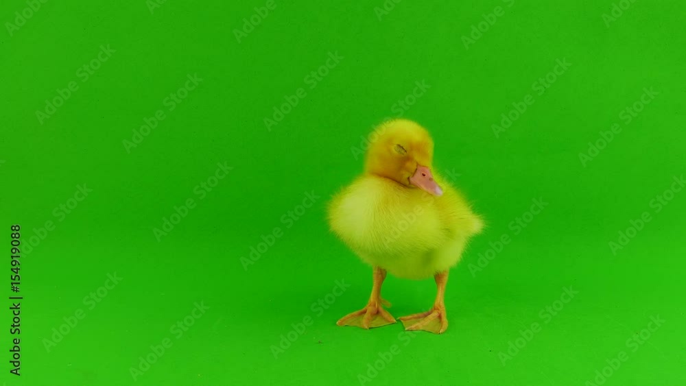 Duckling green background Duckling green background