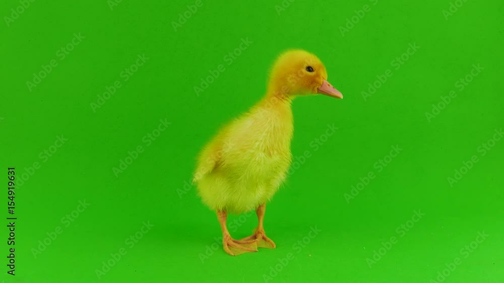 Duckling green background Duckling green background