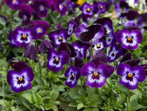 Pansy flowers  Viola x wittrockiana . Floral background.