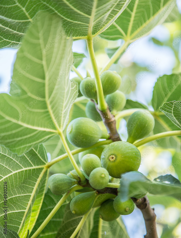 Fototapeta premium Ripe fig fruits on the tree.