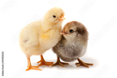 Wallpaper Mural two little chicken isolated on white background Torontodigital.ca