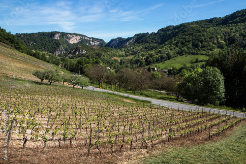 Paysage du Bugey , avec les vignes du Cerdon , département de l' Ain photo