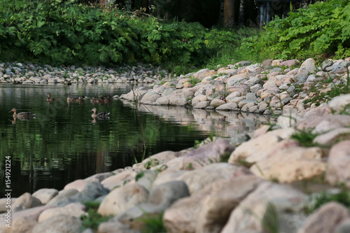 duck bird on the pond