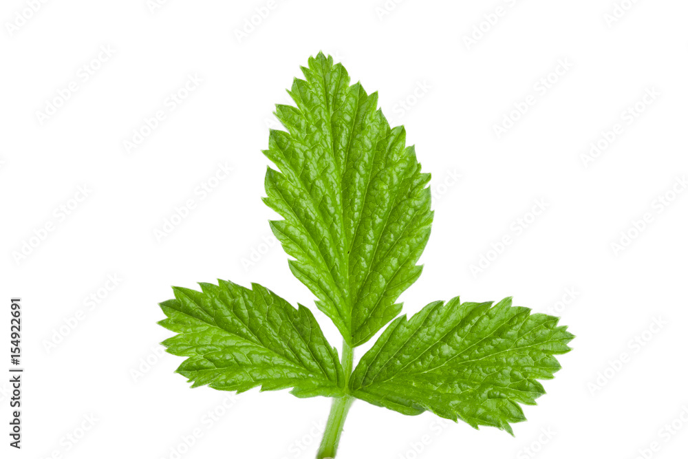 Fresh raspberry leaf isolated on white background Fresh raspberry leaf isolated on white background